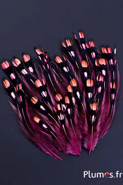 Coq de Sonnerat - 1-3 cm - rose ancien